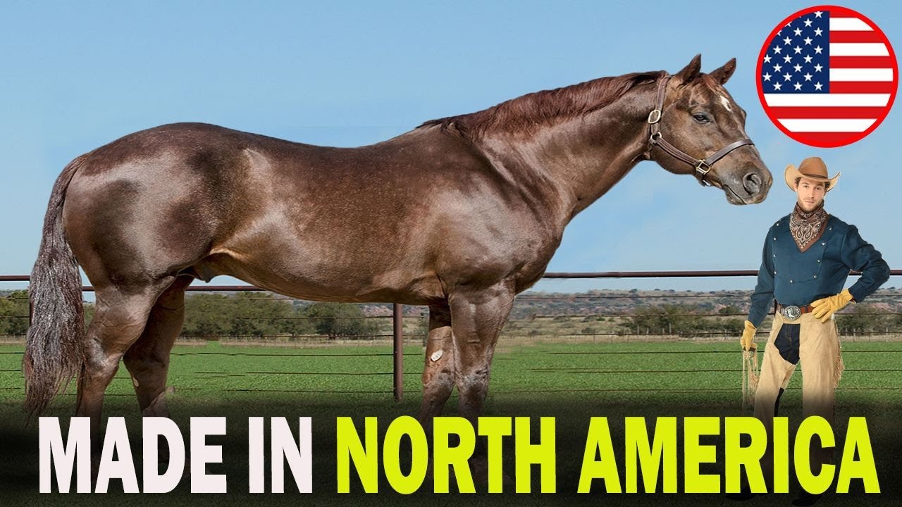 5 FAMOUS North American Horse Breeds That Will Blow Your Mind!!