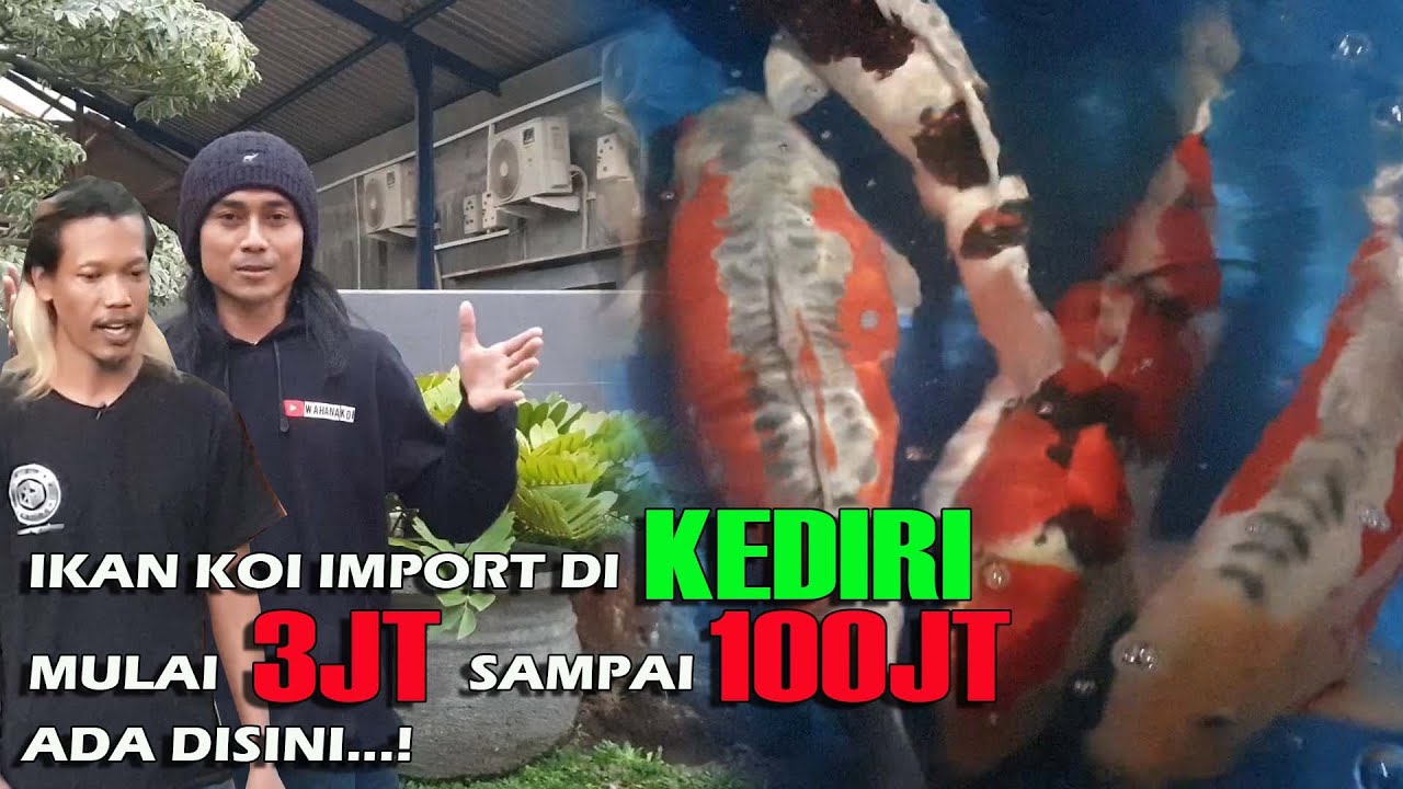 TERNYATA ADA BANYAK IKAN KOI IMPORT DIJUAL DI KEDIRI | MUSTIKA  KOI
