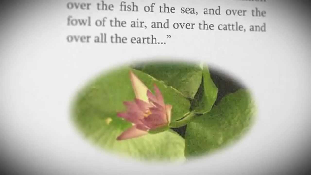 Doesn't evolutionary creation contradict a plain reading of the Bible?