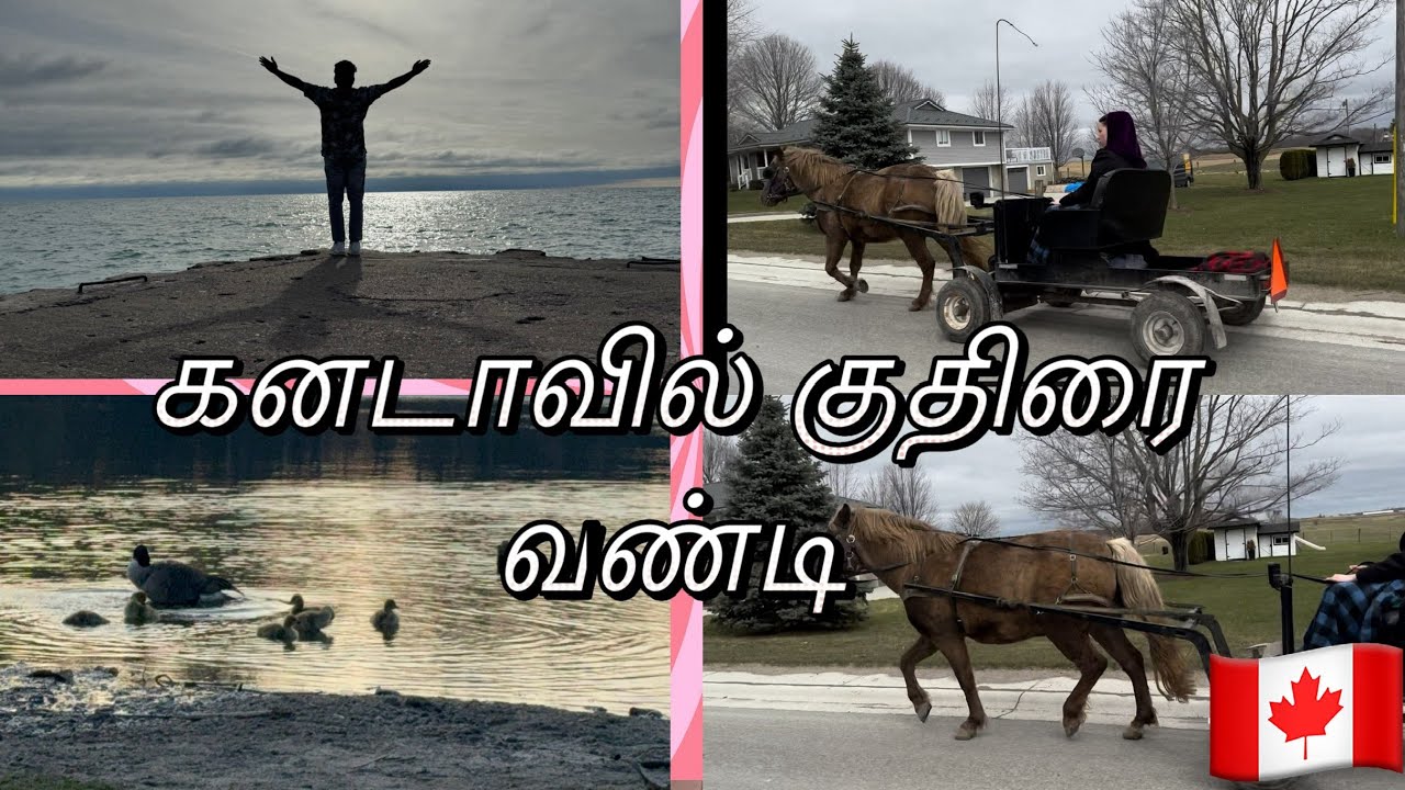 A summer trip to kincardine 🇨🇦 கனடாவில் குதிரை வண்டி #Kirleshkumar #vlog #tamil #canada  #students