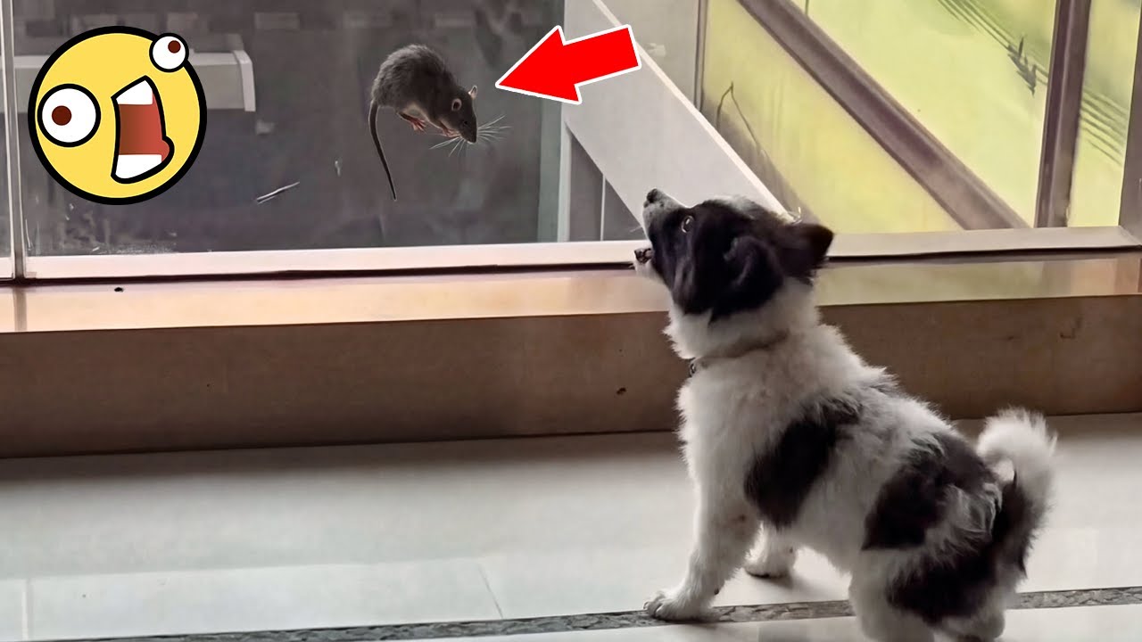 Best Fails of The Week 😂 Animals Edition | Try Not to Laugh Challenge