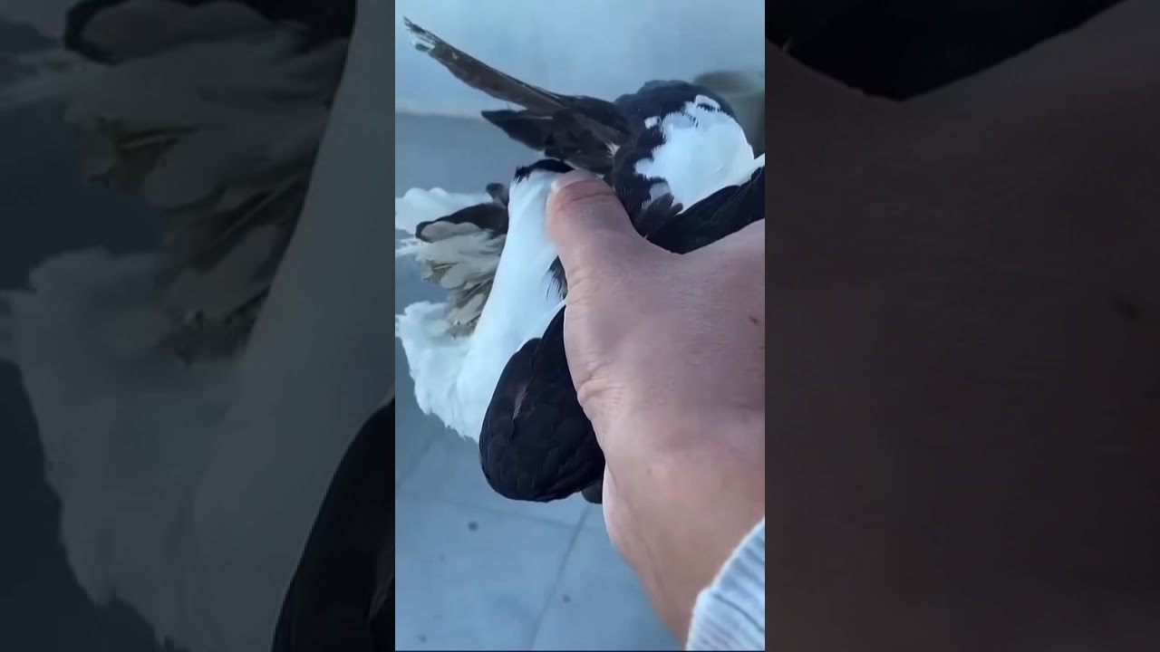PEŞ PEŞE CANLIDA 2 TANE KAÇAK GÜVERCİN YAKALIK İYİ SEYİRLER🦅🦅