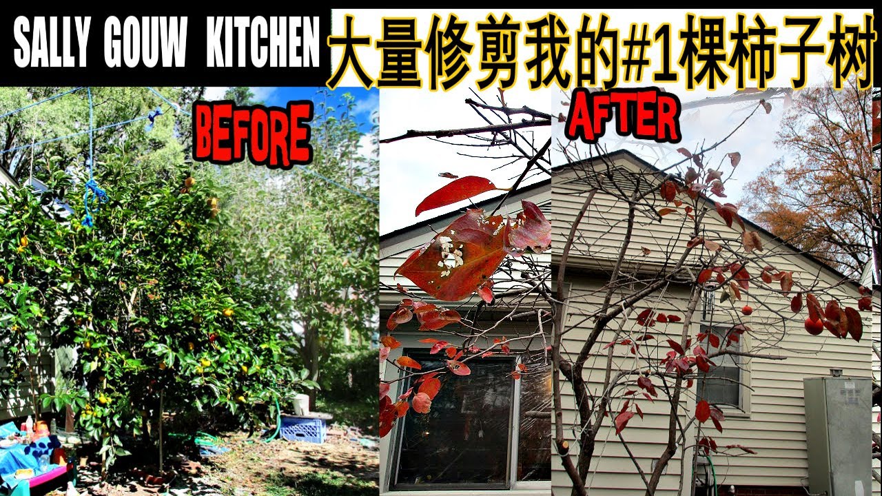 【中文版】2024 大量修剪我的一棵柿子树? Massive Trimmed One Of My Persimmon's Tree #1/美国北卡种柿子树/第七年柿子豐收/分享經驗
