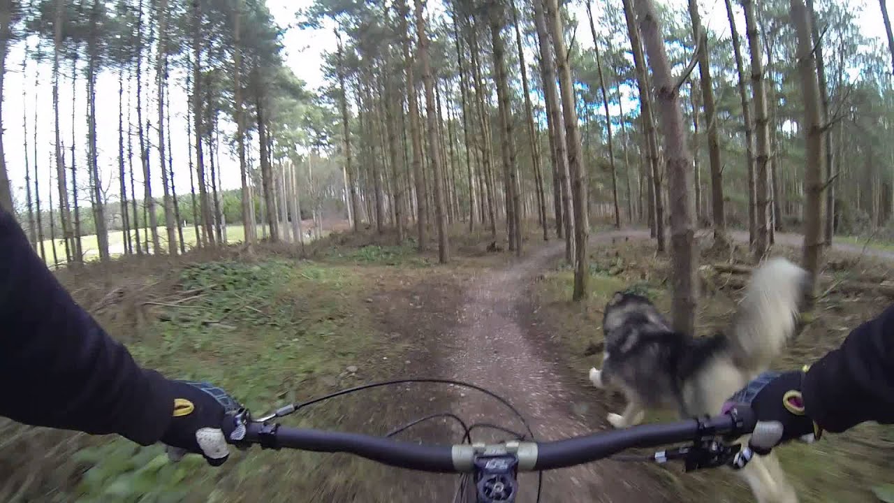My Alaskan Malamute trail buddy, freerunning. Follow The Dog Stage 1