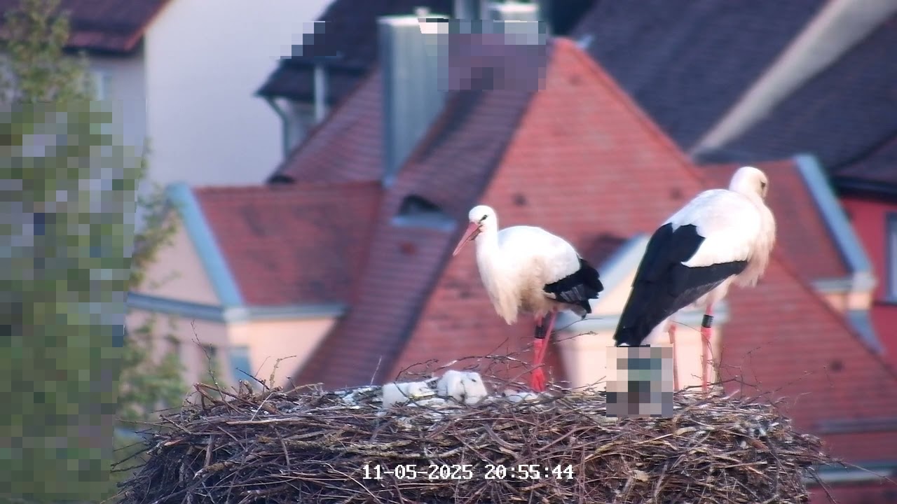 11.05.2025 Abendbrot für die 4 jungen Störche in Leutershausen am Muttertag