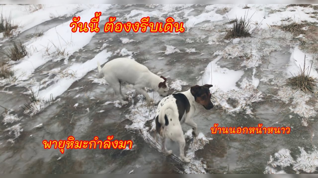  บ้านนอกช่วงหน้าหนาว ใช้ชีวิต กันอย่างไร  เพื่อนบ้านที่่ดีแถวบ้าน 
