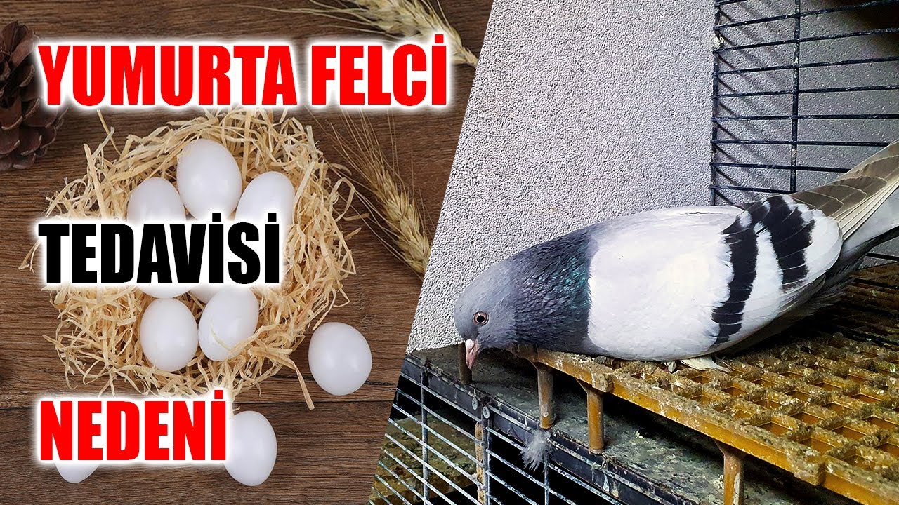Güvercinlerde Yumurta Felci Neden Olur ve Tedavisi