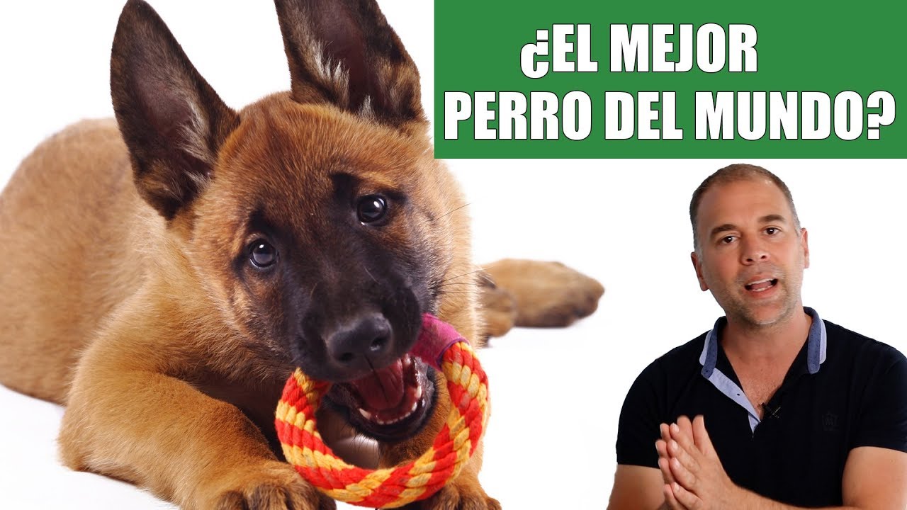 Malinois un SUPER Perro Muy Complicado