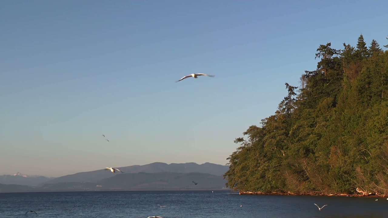 Camano Island, Summer 2023