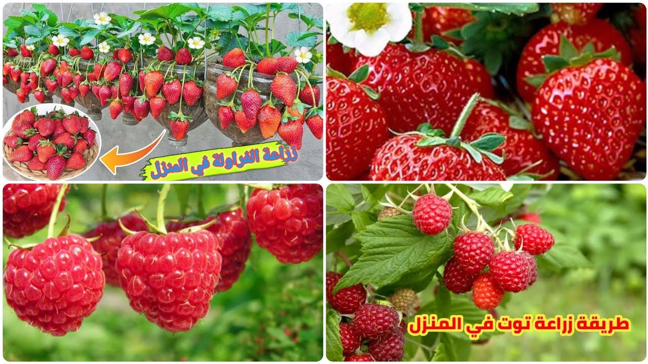 أسرار زراعة فراولة وتوت ناجحة 100% 🍒 في 15 دقيقه [ #دليل_المبتدئين]