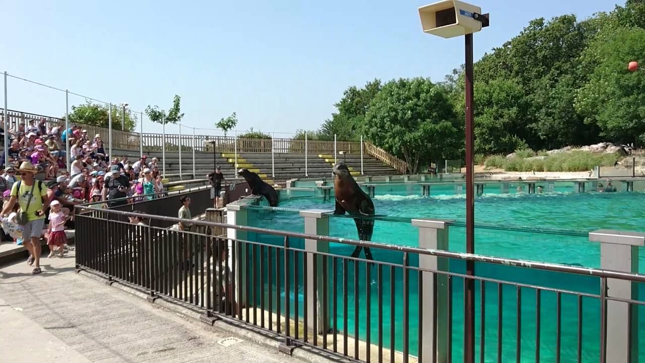 Spectacle des otaries à Safari parc de Paugres