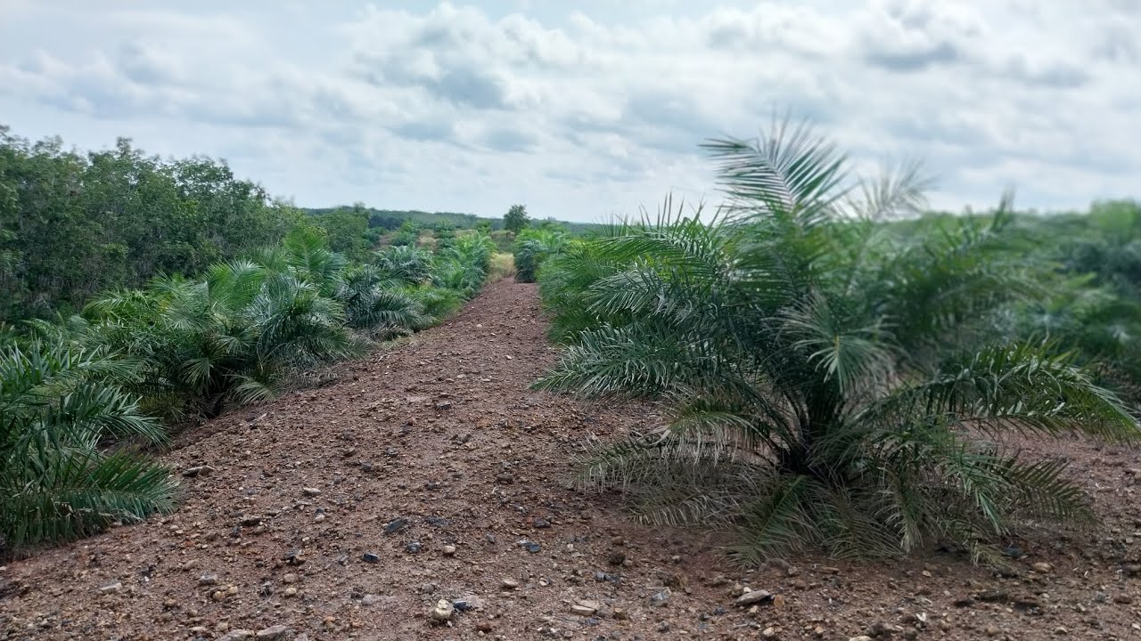 Akhir tahun 2025 diperkebunan sawit