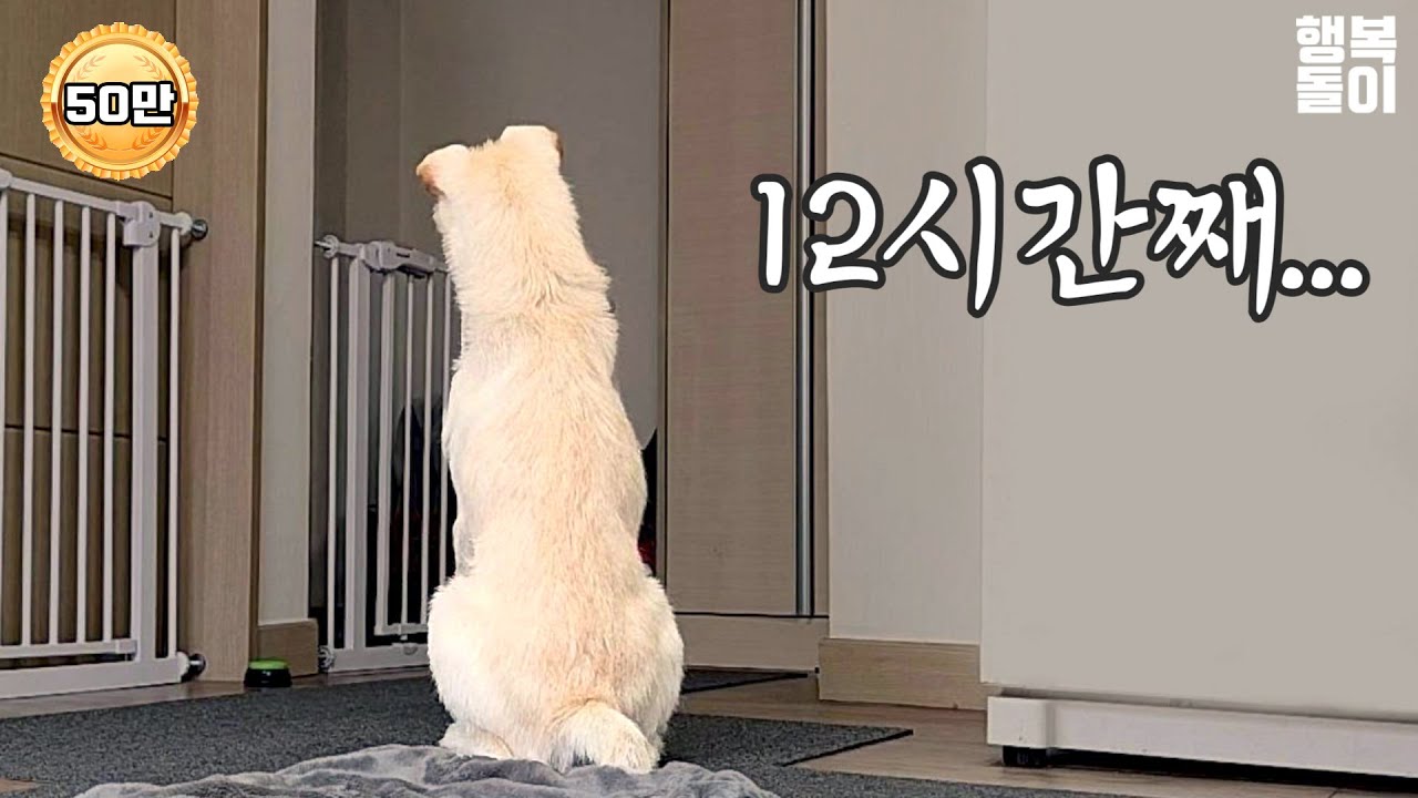 집에 혼자 남겨진 강아지 cctv로 보고 펑펑 울었어요