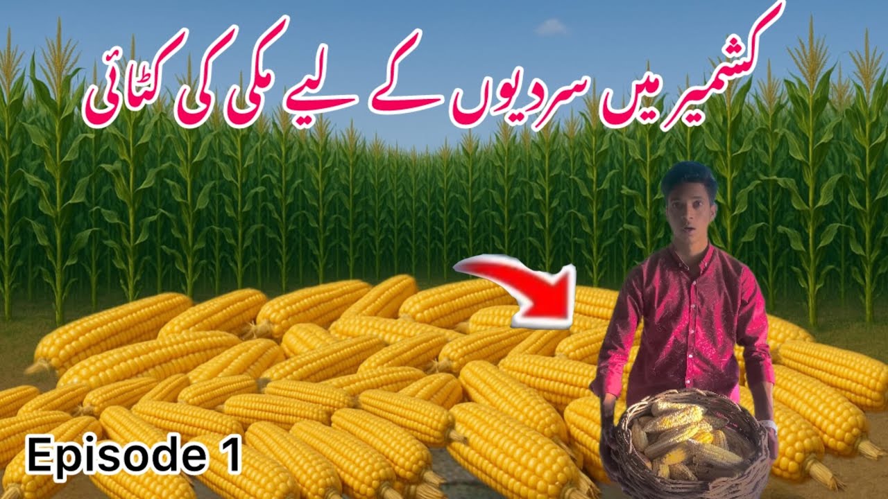 😱 Village Life Unveiled: The Stunning Art of Corn Harvesting in Kashmir #Travel#With#Waseem ￼