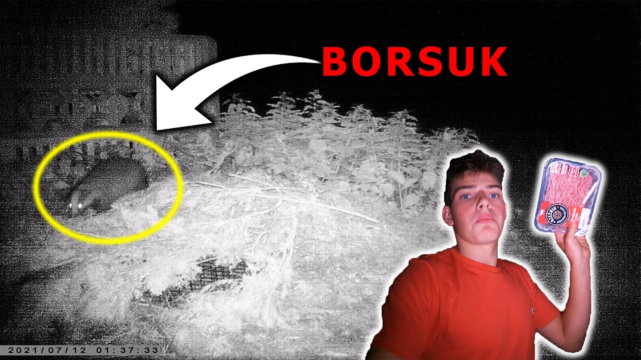 Borsuk zarejestrowany :O LUCKY W ŻYWOŁAPCE !!!