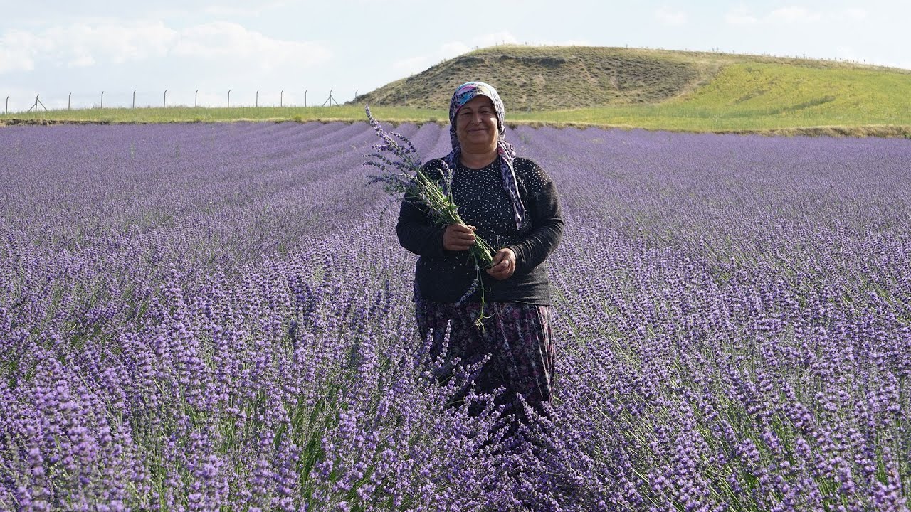 40 yıl sonra döndüğü köyüne lavanta bahçesi kurdu