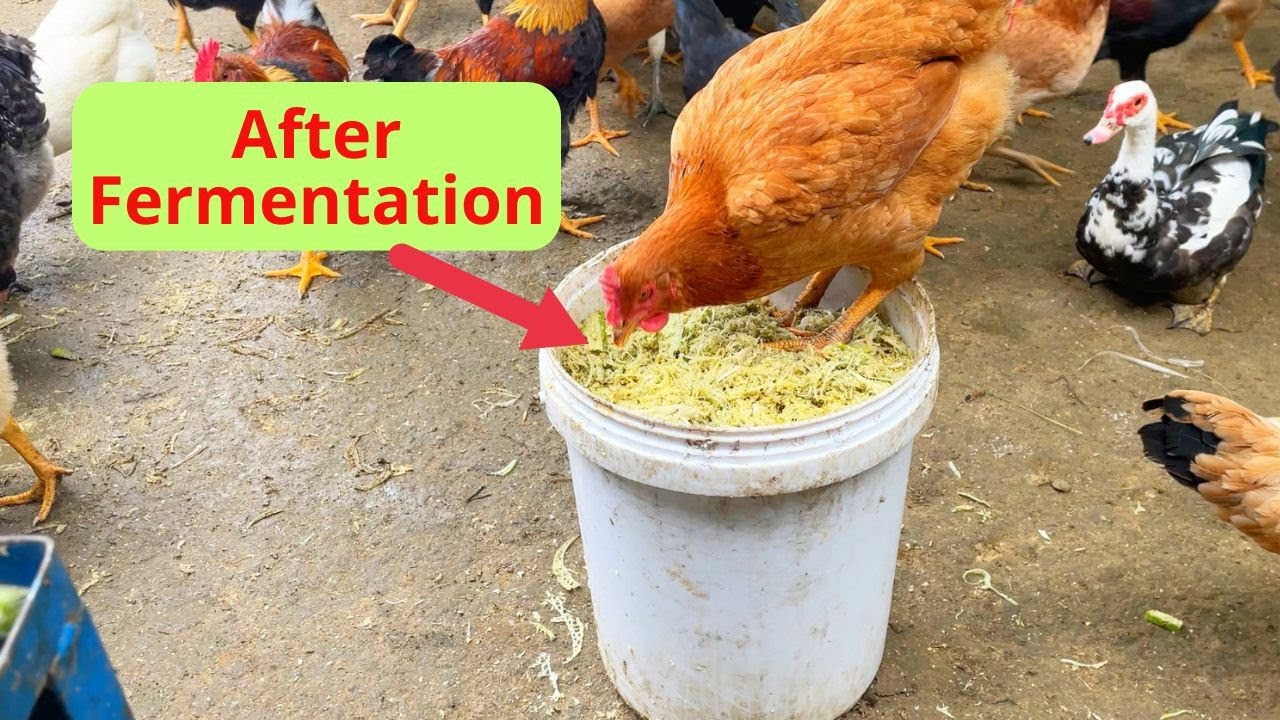 How to Ferment Chicken Feed for Healthier Chickens