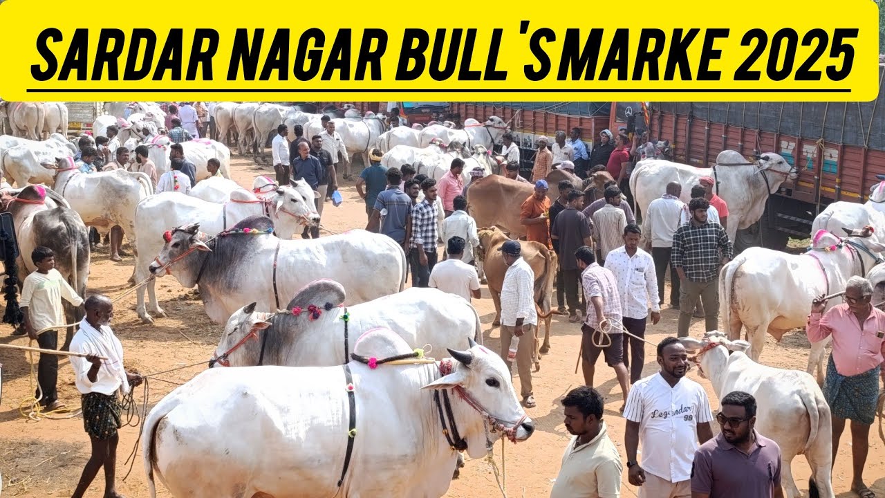 Sardar Nagar Bull's Market Update 2025 Part 1
