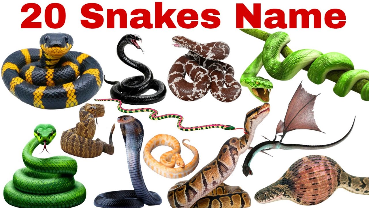 Learn 20 Snake Names for Kids | Fun & Educational Animal Video for Preschool and Toddlers