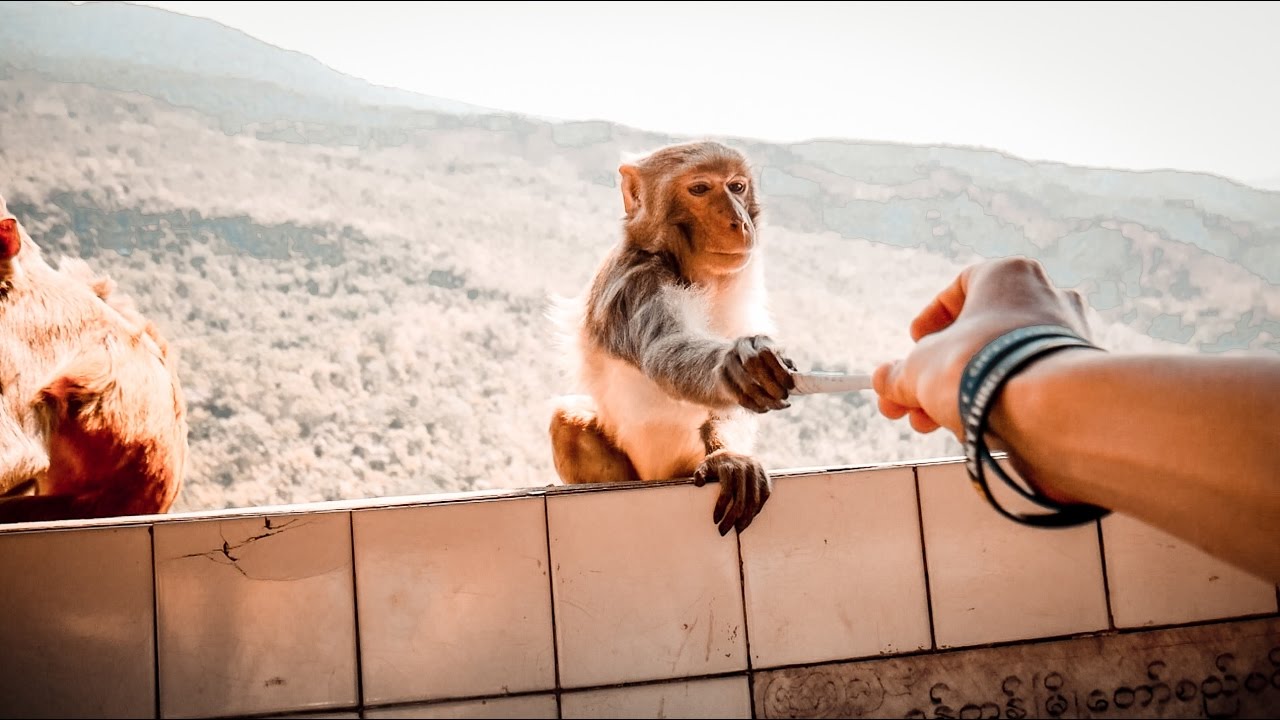 FEEDING MONKEYS AT MT POPA!