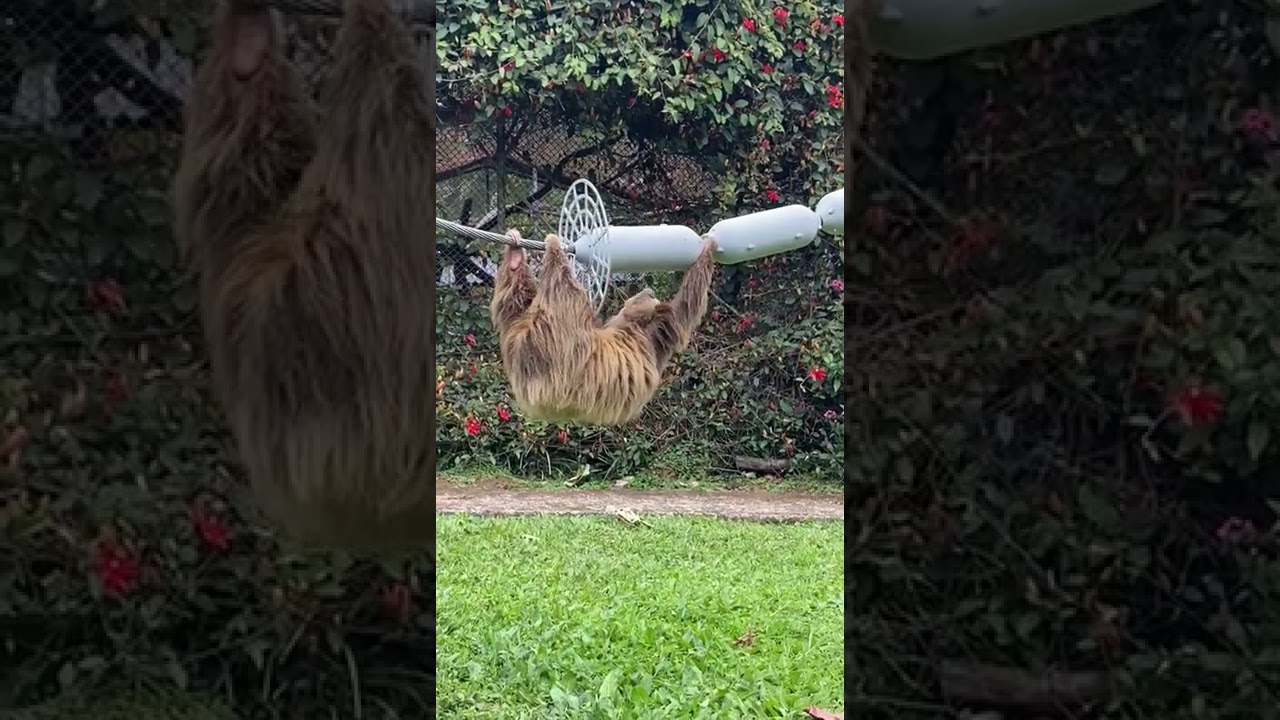 Prevention of Sloth Electrocution - Critter Guard’s Line Guard in Action