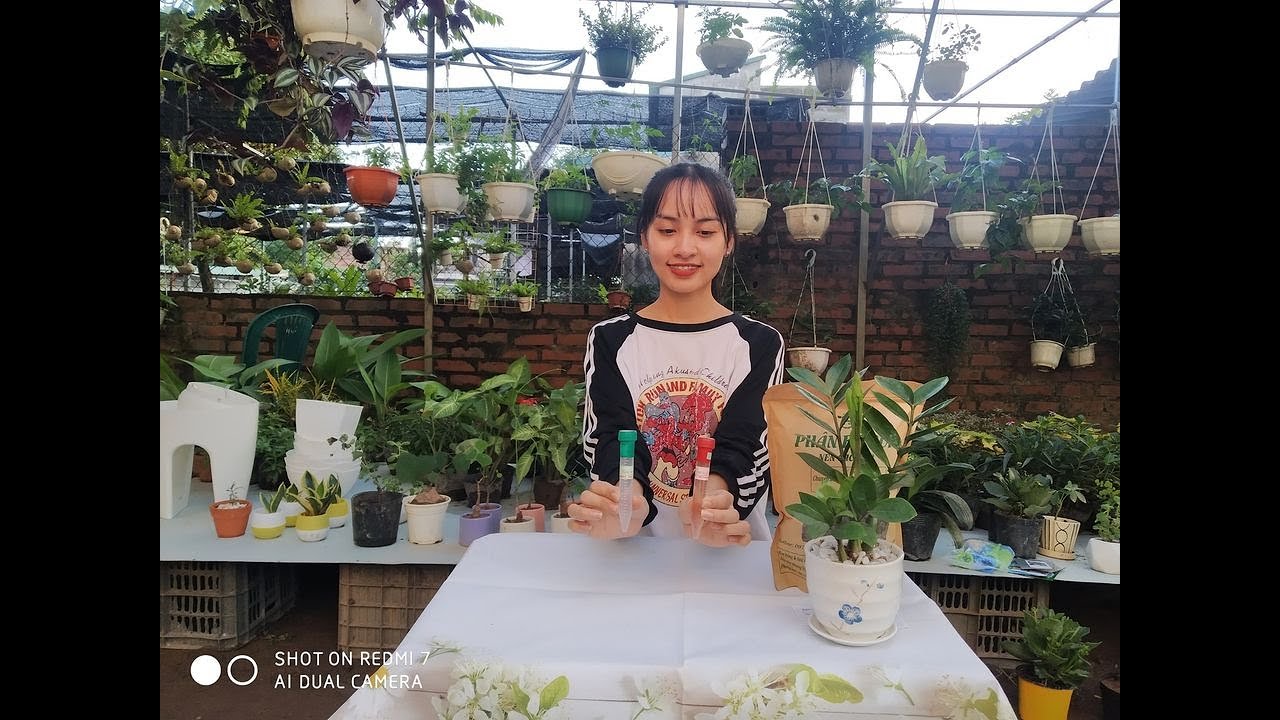 Cách sử dụng kích kie Duy Xanh Duy Đỏ - Vật Tư Trồng Lan