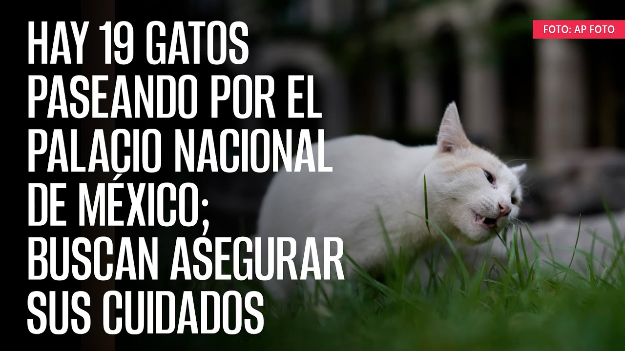 Hay 19 gatos paseando por el Palacio Nacional de México; buscan asegurar sus cuidados