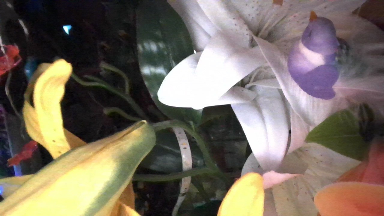 2.24.26 Tuesday morning 9:32AM lilies
