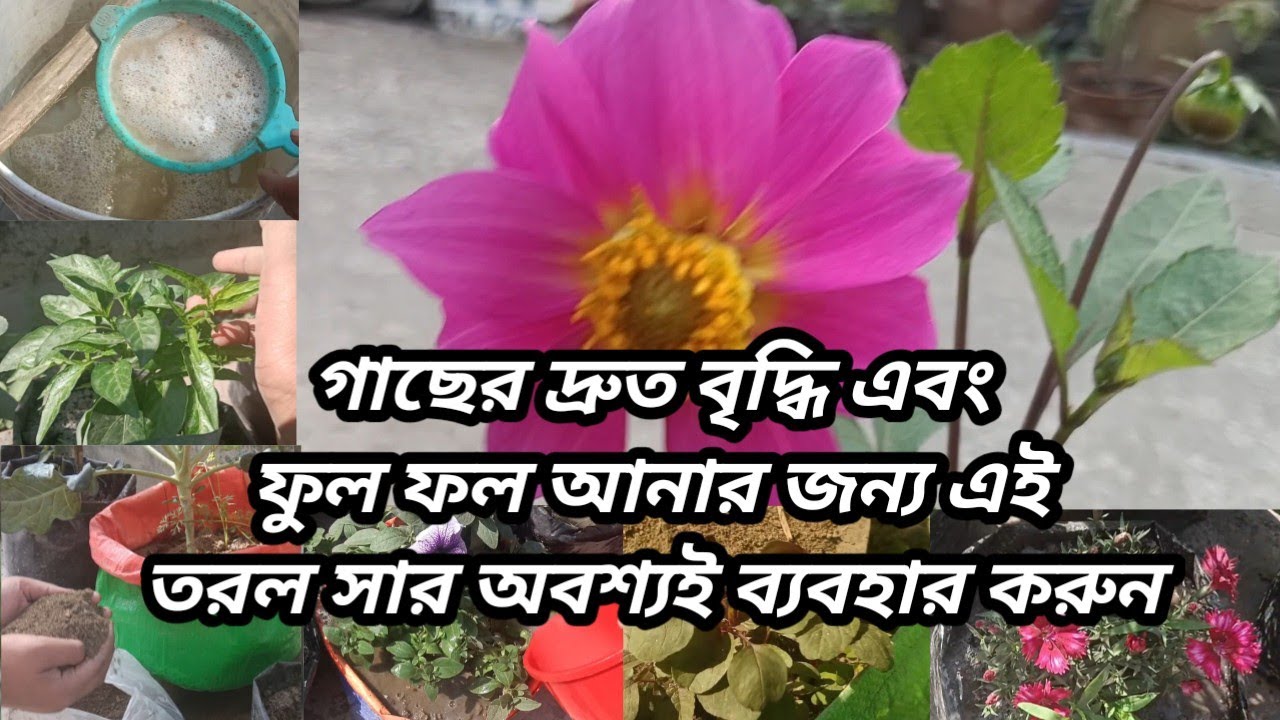 গাছের দ্রুত বৃদ্ধির জন্য এই  তরল সার ব্যবহার করলে গাছের ফুল ফল দুটোই দ্রুত আসবে #gardening 