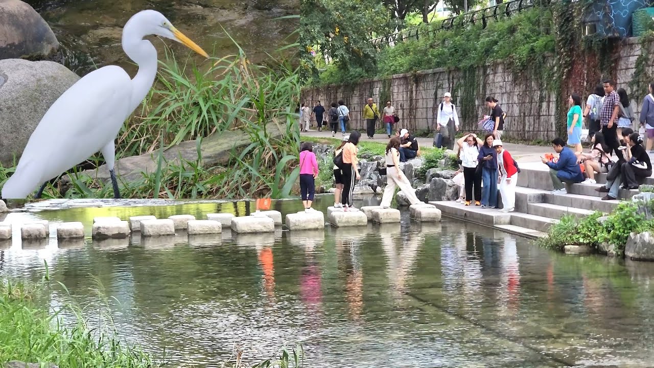 청계천 복원 20주년 외국인들도 관광 필수 코스/백로 왜가리 물고기 사냥 Cheonggyecheon Ecological Restoration