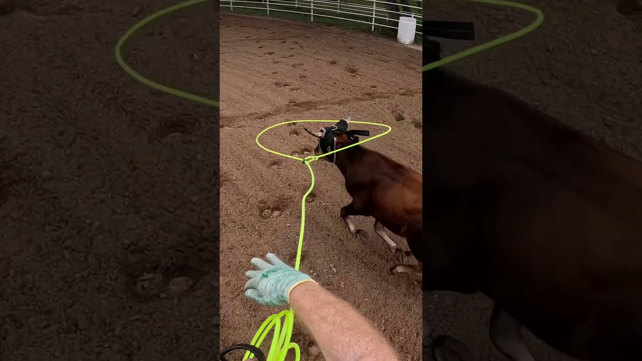 Roping Ol&rsquo; Son #teamroping #horse #roping #teamroper #barretthouser