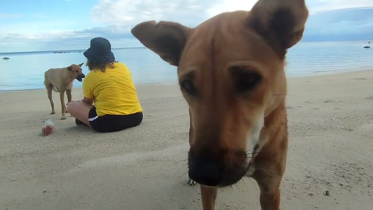 Koh Samui ( dogs from the beach )