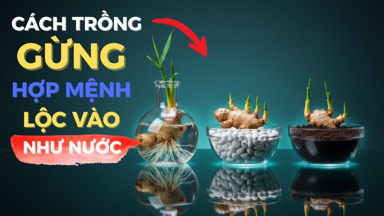 3 cách trồng gừng hợp mệnh - thu hút tài giữ lộc, đổi vận cực nhanh | phật tâm tĩnh thức