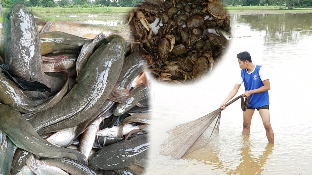 Catch A lot Of Fish -Net Fishing -Tradetional Fishing Cambodia Net Fishing -Primitive Technology P02
