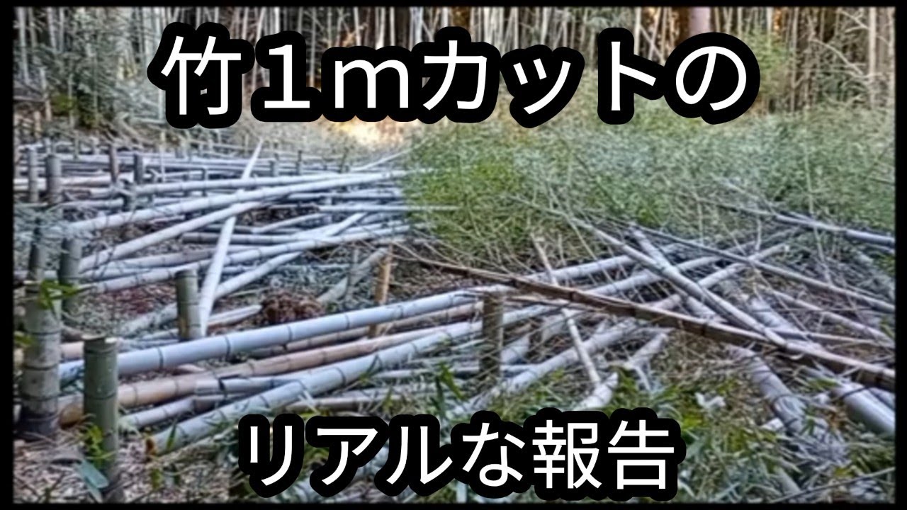 裏山の竹を1mカットしてみる【ボロ物件移住家族48】