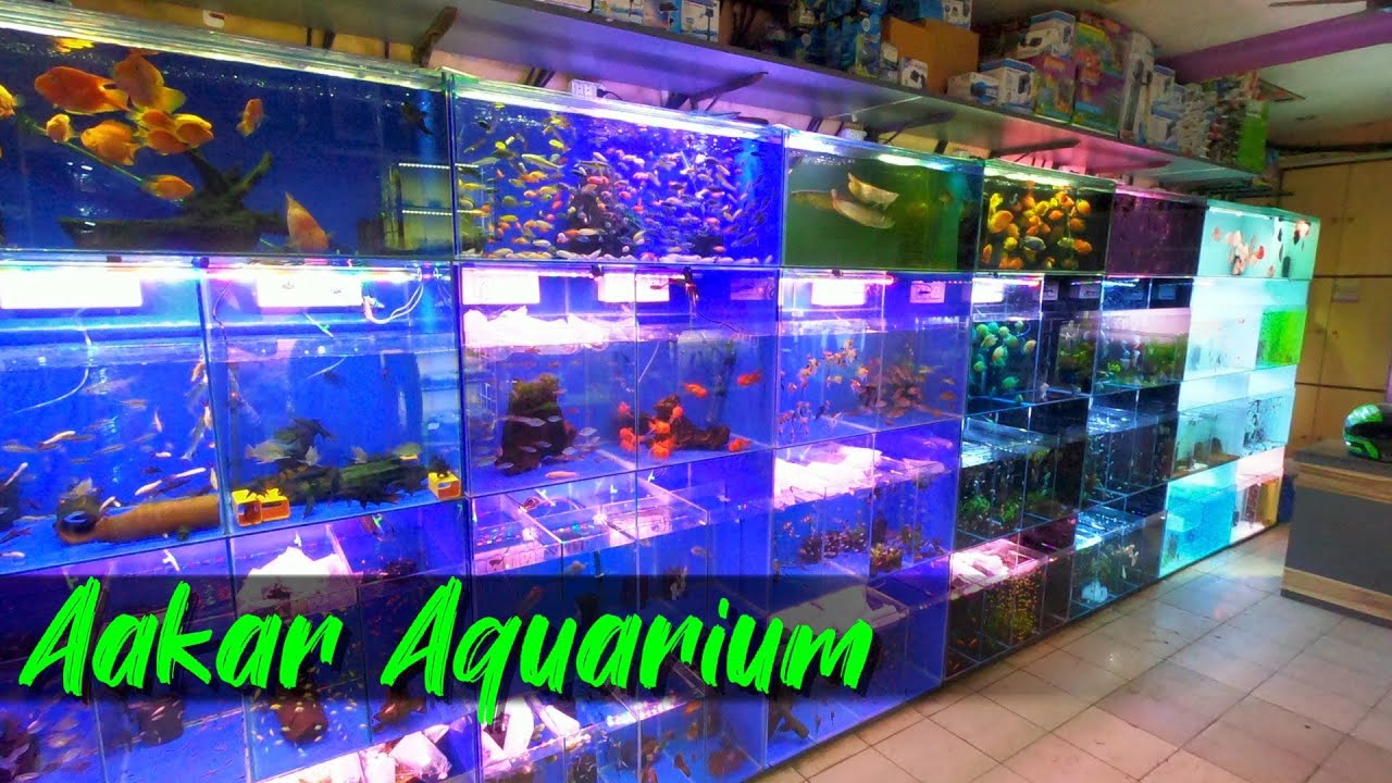 Aakar Aquarium Aquarium Fish Store in Borivali East