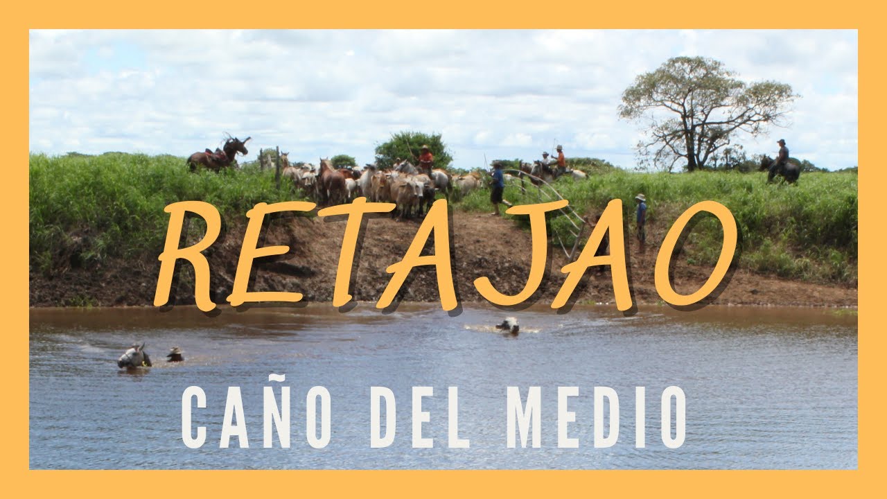RETAJAO - CAÑO DEL MEDIO. Llanos del Orinoco. Trabajo de llano. Arreo de ganado. Trashumancia.