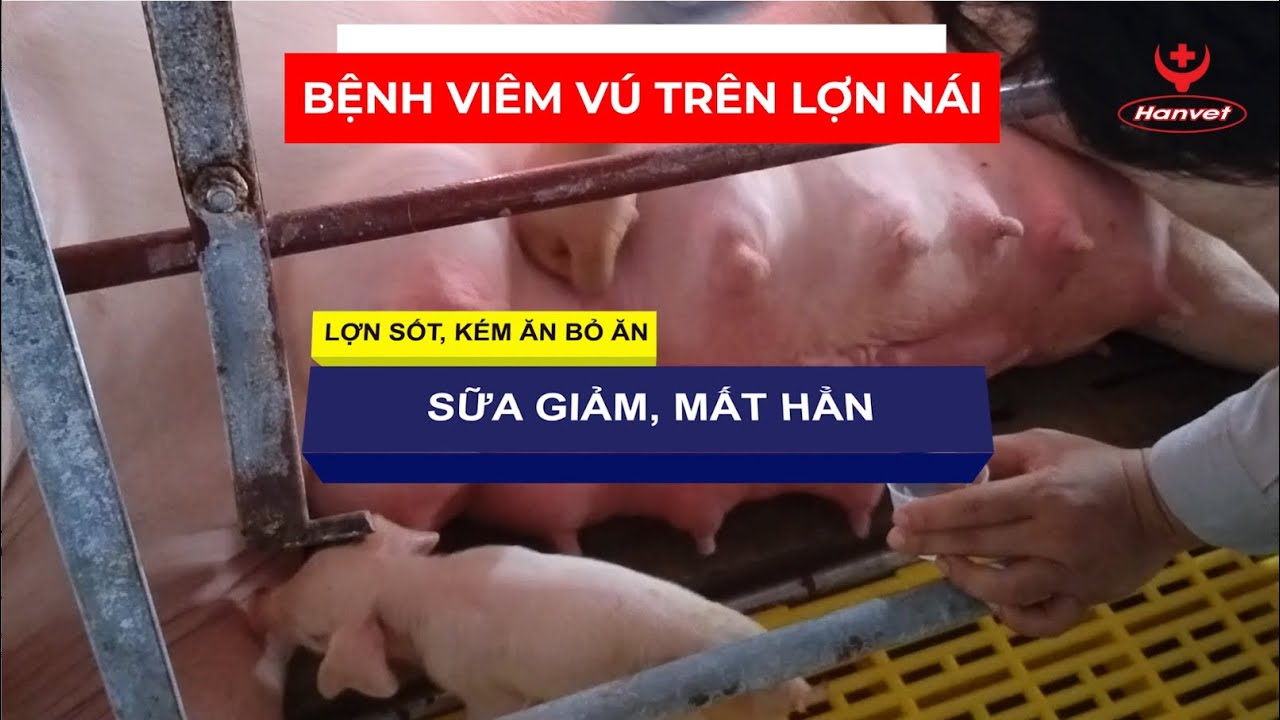 HanvetTV 🐖 N&aacute;i bị vi&ecirc;m v&uacute; - điều trị thế n&agrave;o