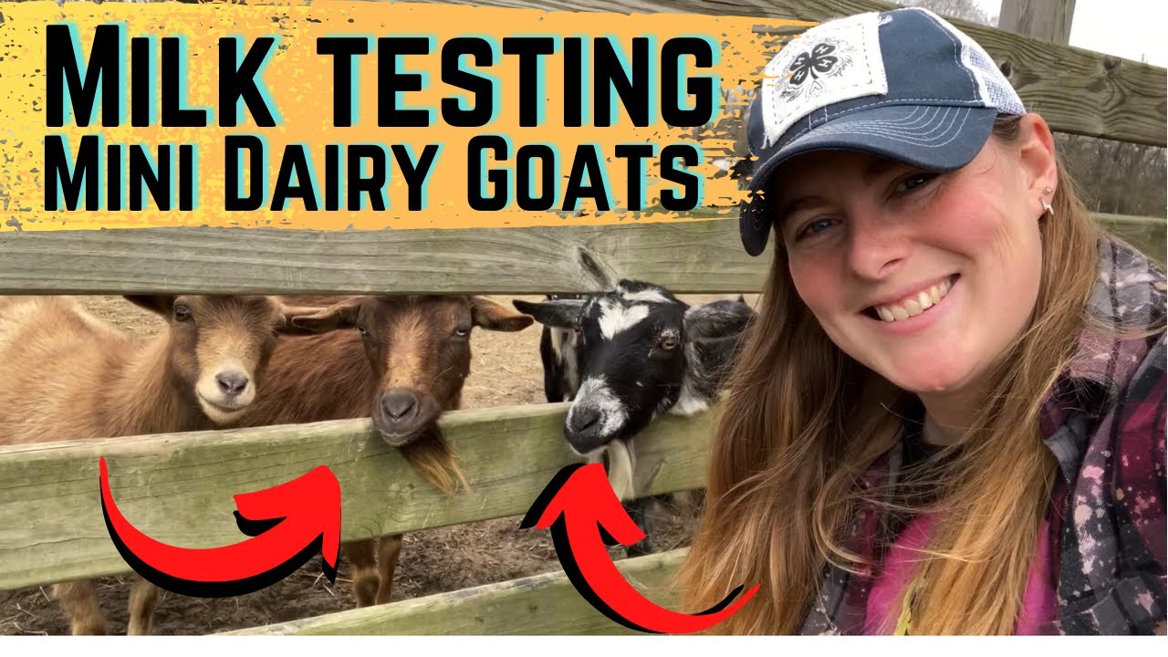 Milk Testing Our Mini Dairy Goat Herd  For The First Time❤️🐐❤️🐐🥛🥛
