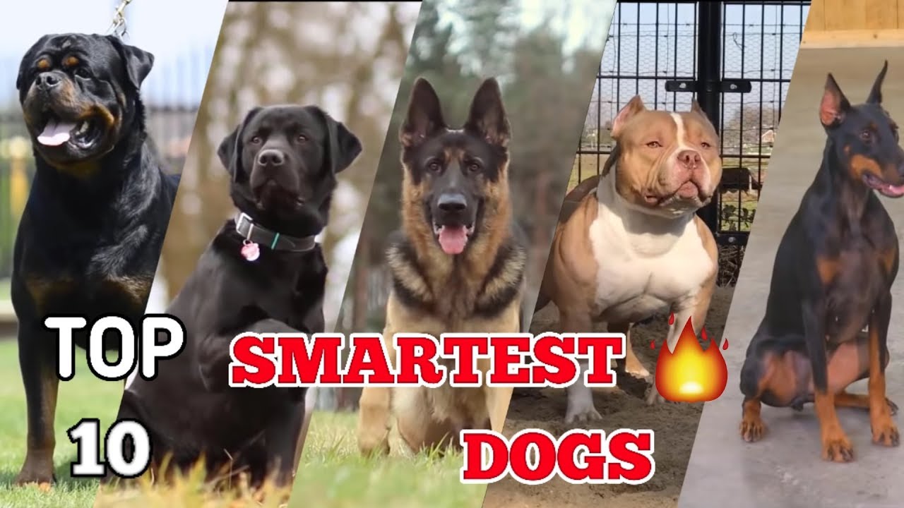 Top 10 most intelligent dog breeds in the world | Top 10 smartest dog  | #Smartest dog