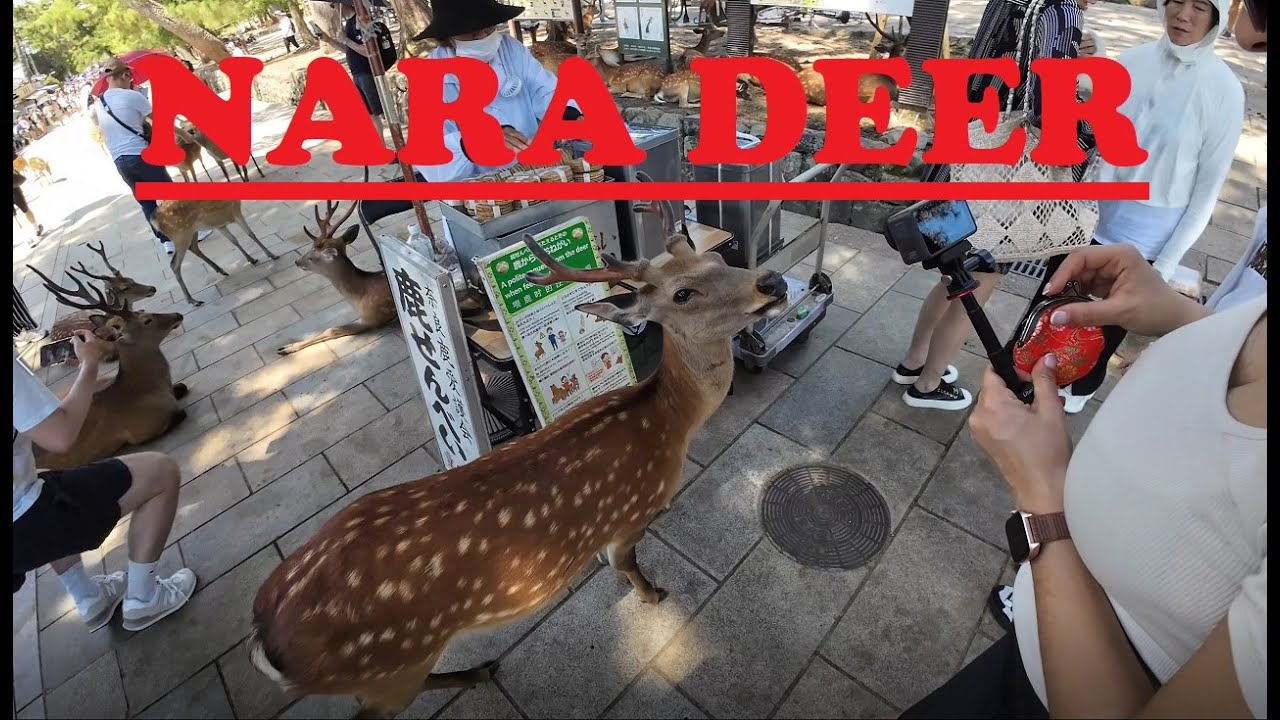 A Day in Nara, Japan - Feeding bowing DEER!