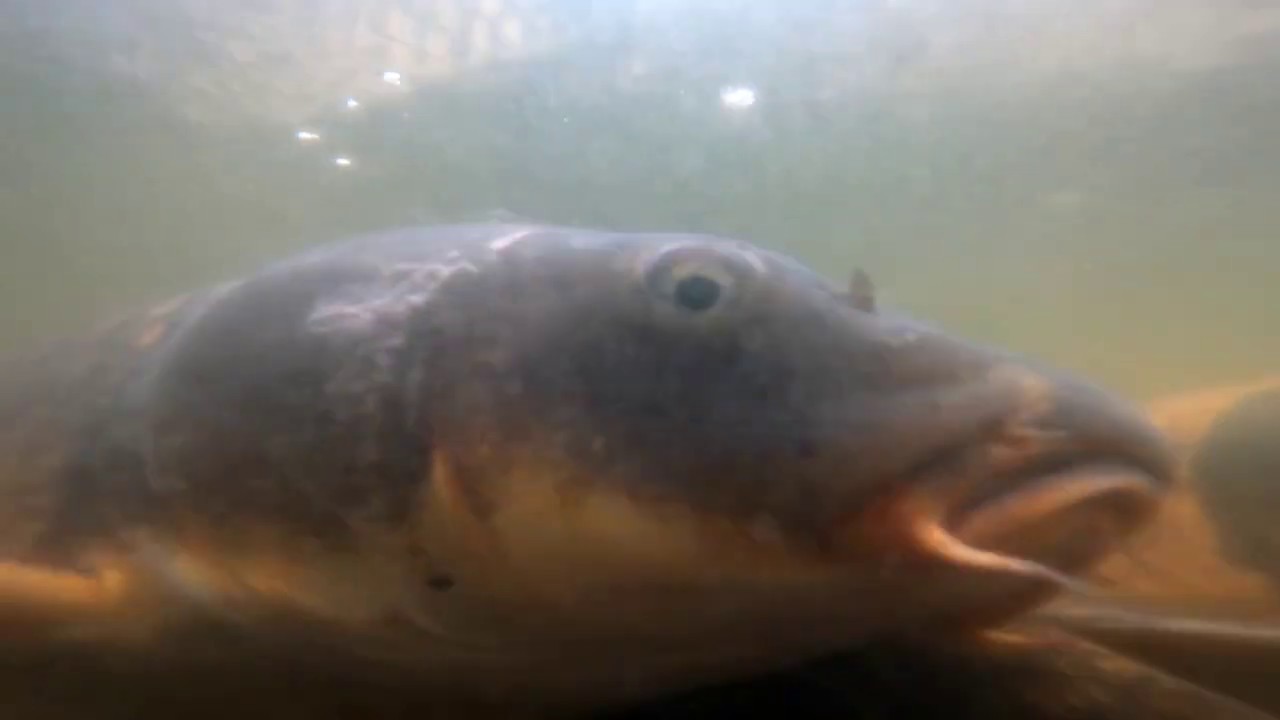 Fish at Fort Worth Botanic Gardens