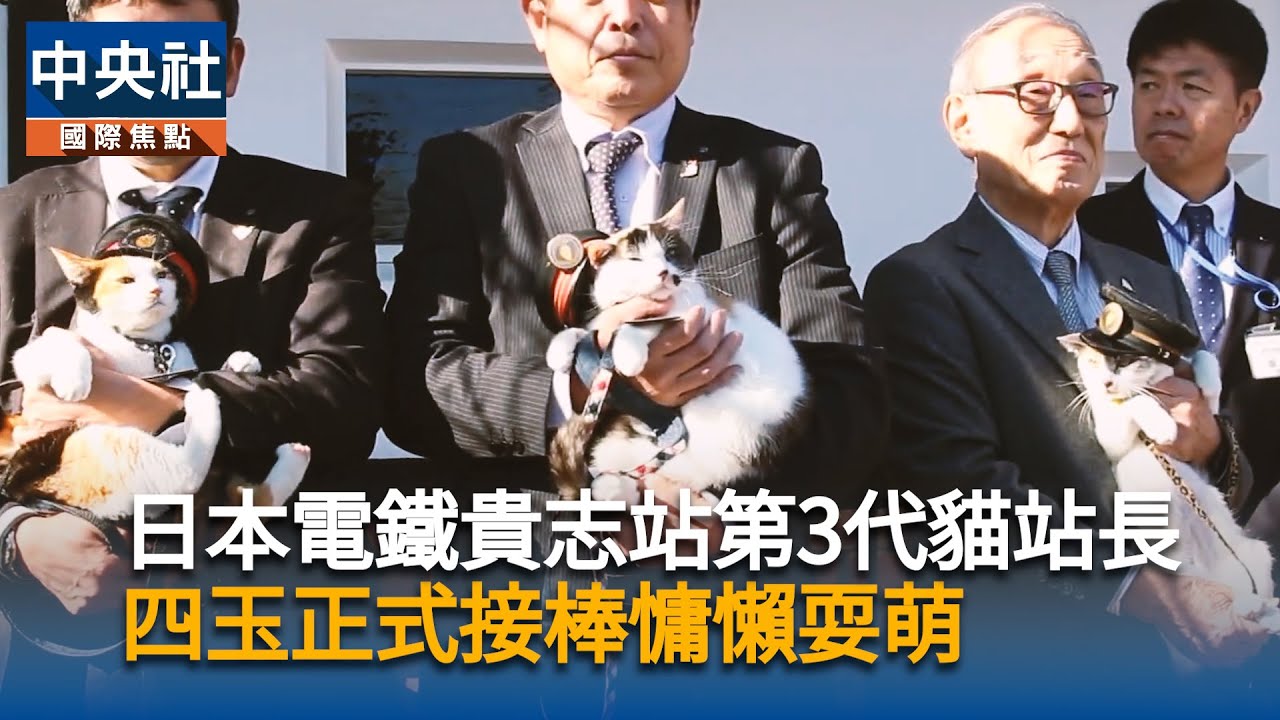最萌鐵道站長亮相！日本和歌山電鐵貴志站第3代貓站長「四玉」接棒｜中央社影音新聞