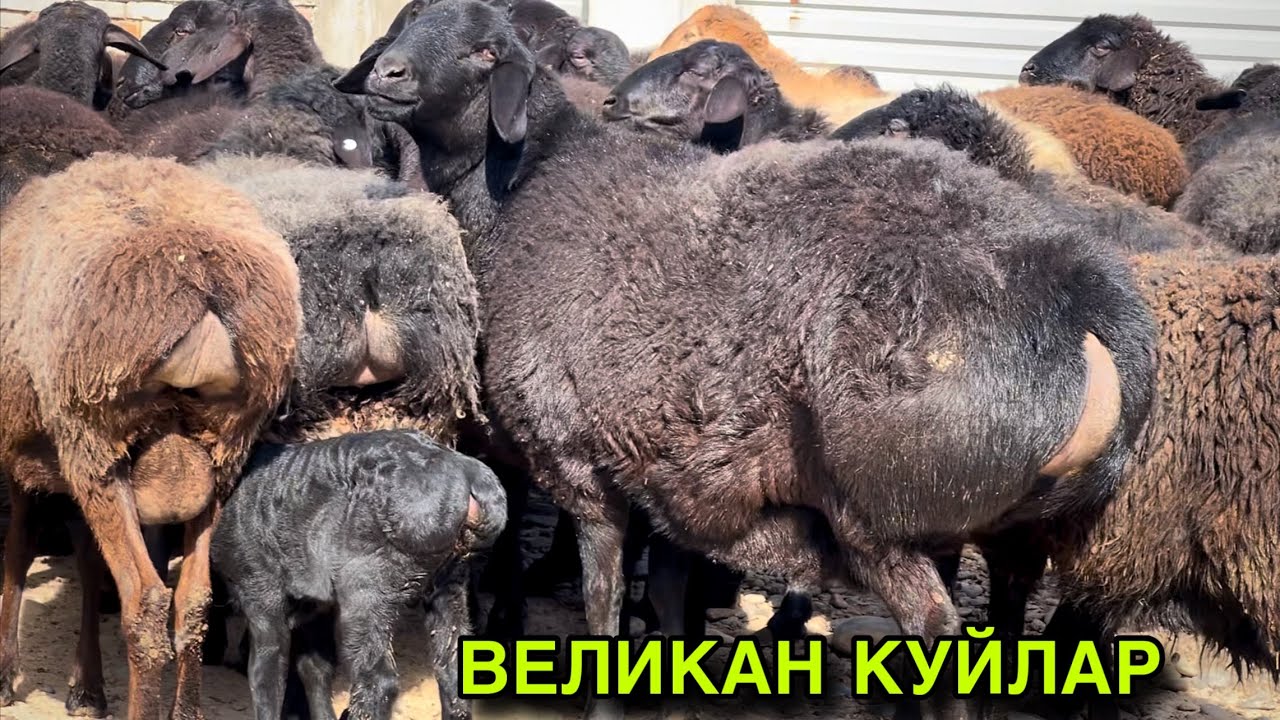 Великан Куйлар! ☎️+998 97 501 9699 ☎️+998 99 226 9699