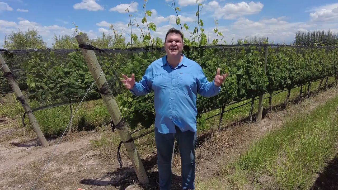 La vitivinicultura a lo largo y ancho de Argentina