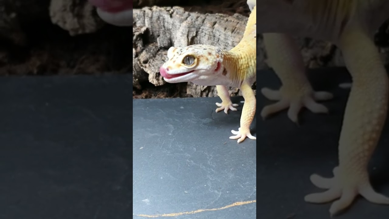 Does Your Leopard Gecko Love this Too? 🦎😋#shorts