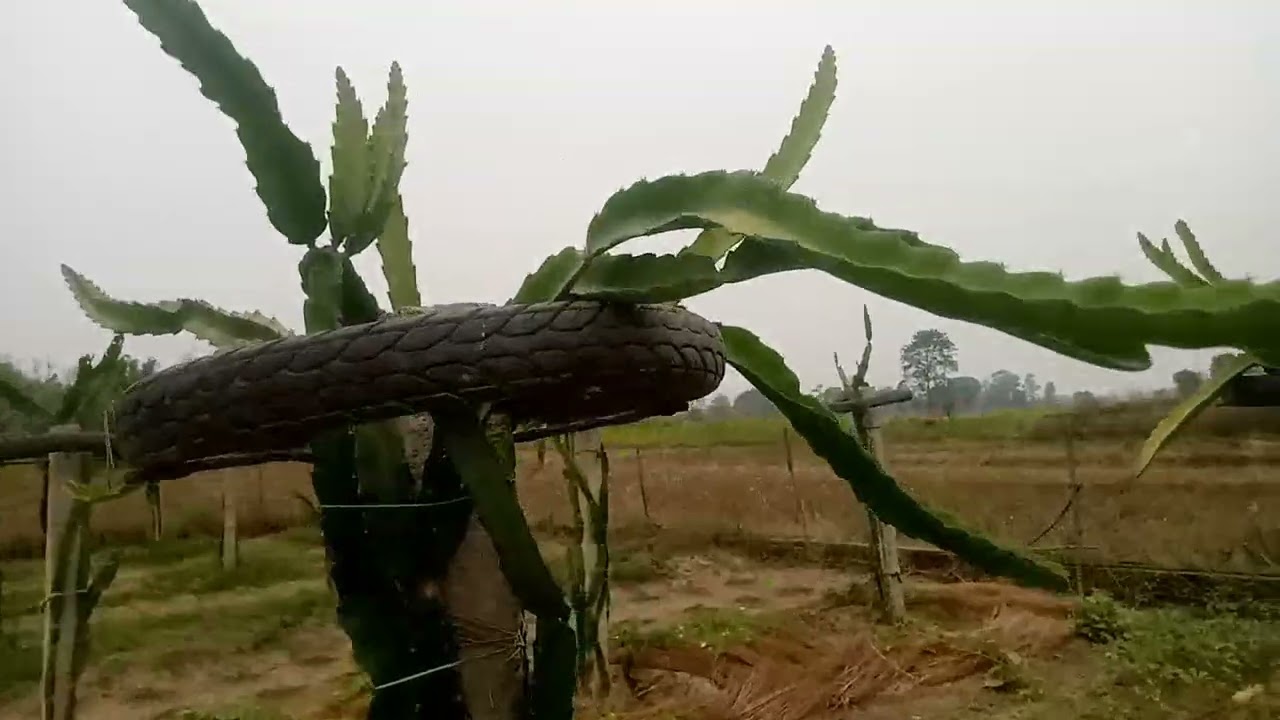 Dragon Fruit Plant, growing dragon fruit in Nepal