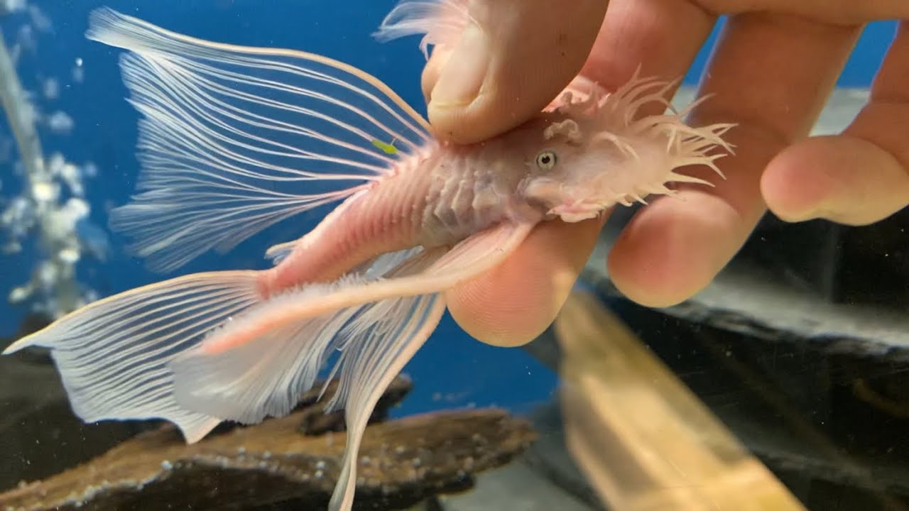 Ancistrus sp, Snow White Longfin. Breeding group 3+3
