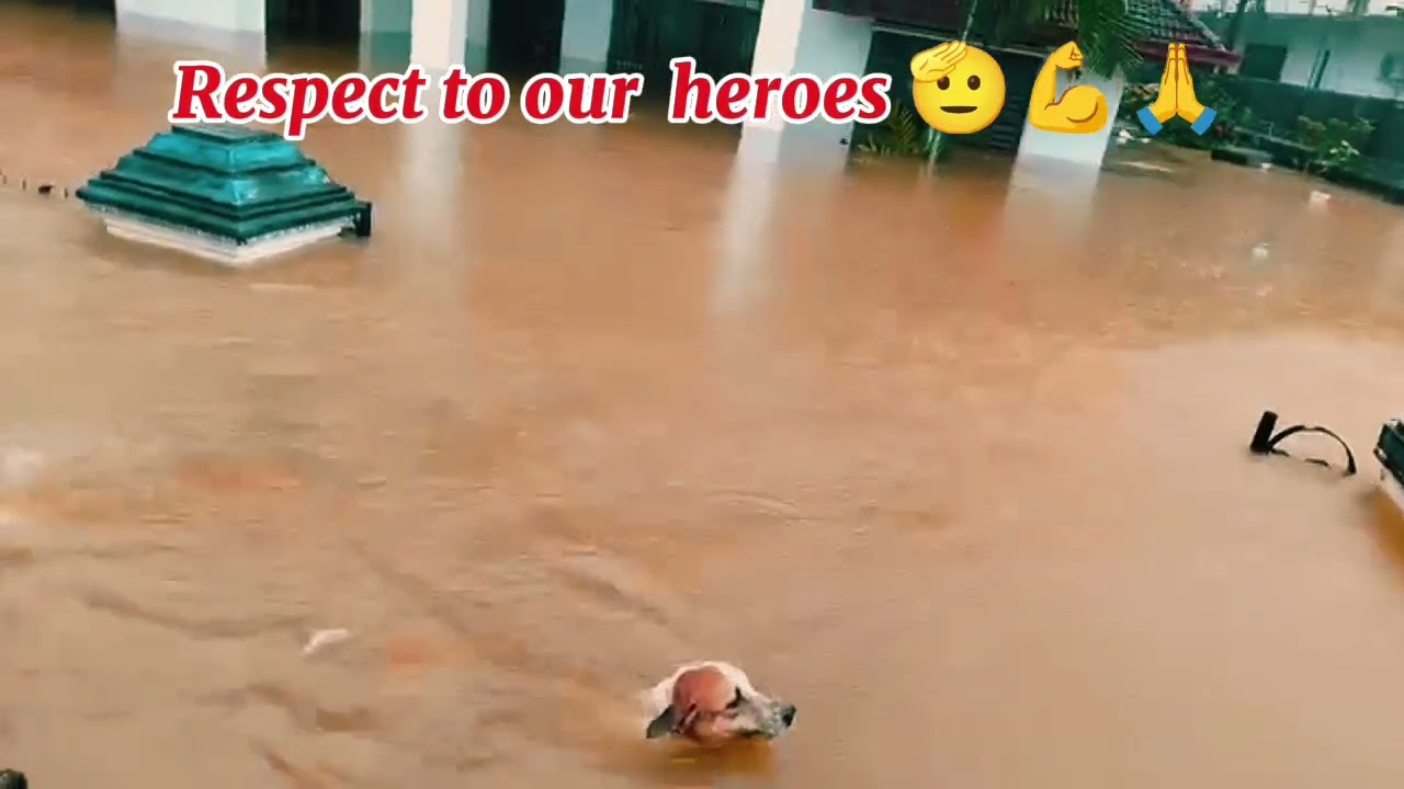 RESCUE IN ACTION: Helping Hands for Our Dog Friend from the flood In Sri Lanka 🐶💕#flood #disaster 