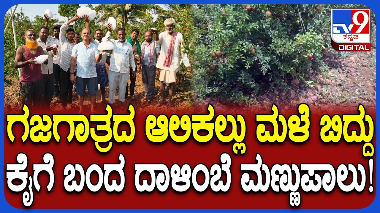 Rain crop loss: ಬಾಗಲಕೋಟೆ ಜಿಲ್ಲೆಯಲ್ಲಿ ಆಲಿಕಲ್ಲು ಮಳೆಗೆ ದಾಳಿಂಬೆ, ಪಪ್ಪಾಯಿ, ಗೋಧಿ ಬೆಳೆ ನಾಶ | #TV9D